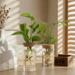 Vase minimaliste hydroponique en verre, décoration d'intérieur style japandi